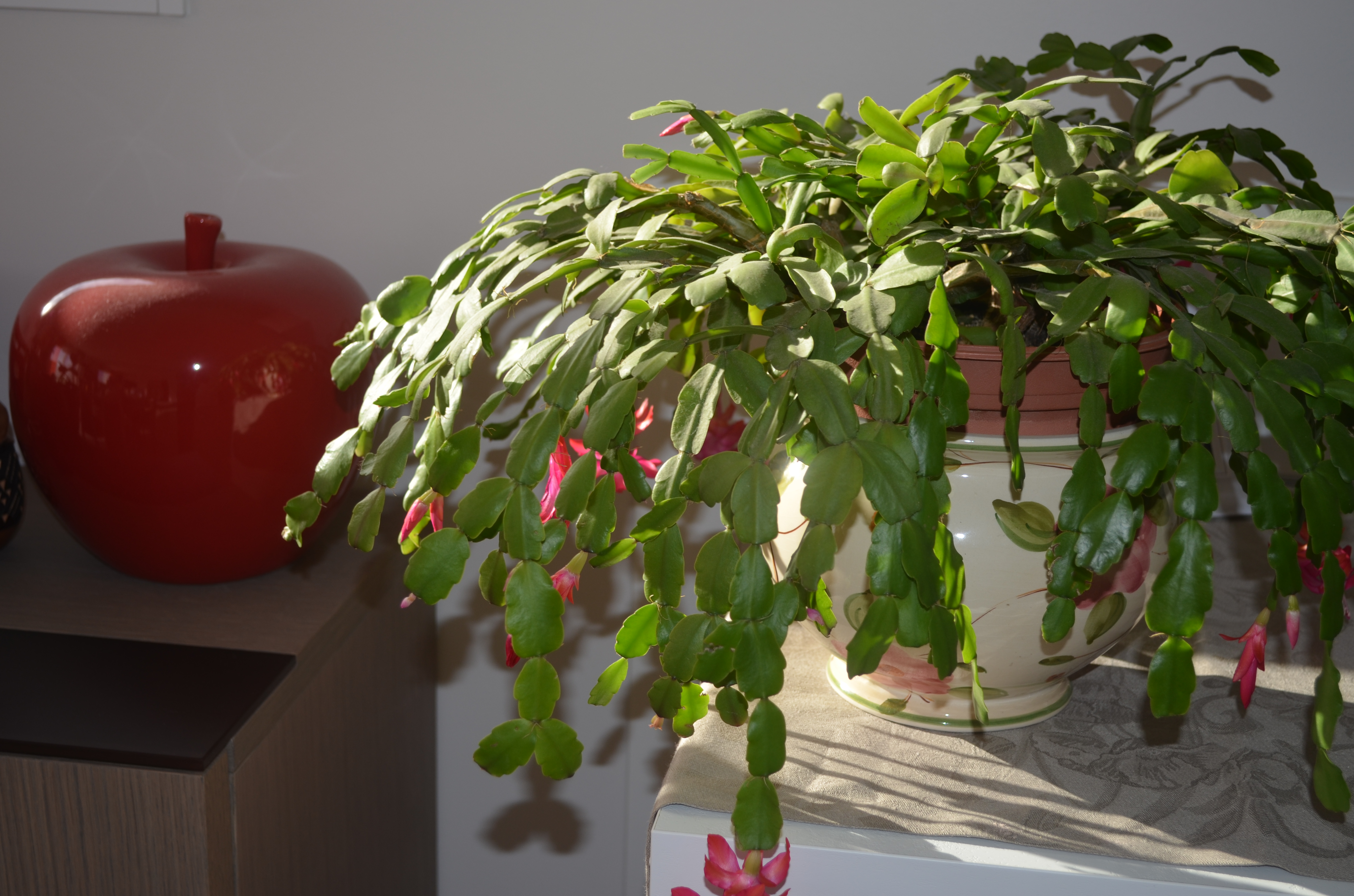 Comment prendre soin de votre cactus de Noël - Les Infos du Pays Gallo