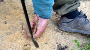 La cueillette des asperges s'effectue avec une gouge (photo C.G.)