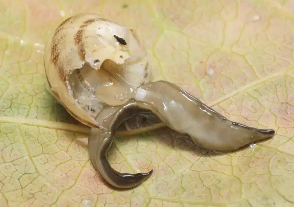 Le Platydemus manokwari en train de dévorer un escargot (photo Pierre Gros)