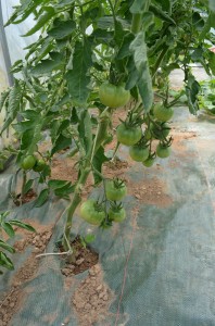 tomates cultivées sans Axioma