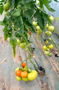 Tomates cultivées avec Axioma
