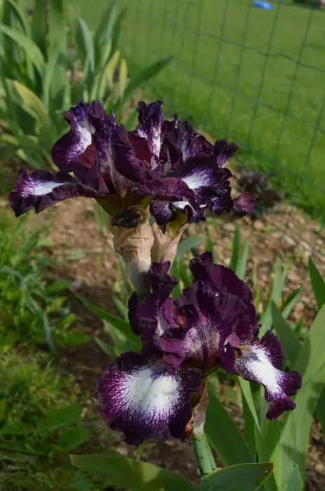 L'iris, une des plus belles fleurs du jardin...
