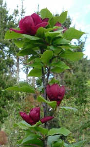 Magnolia x 'Genie' cov\(C) (photo Minier)