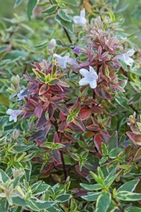 Abelia x SPARKLING SILVER(R)\(C) Valkplant\AbeliagrandifloraSparklingSilver