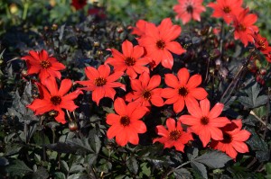 PAMPA Dahlia Label Rouge nain simple